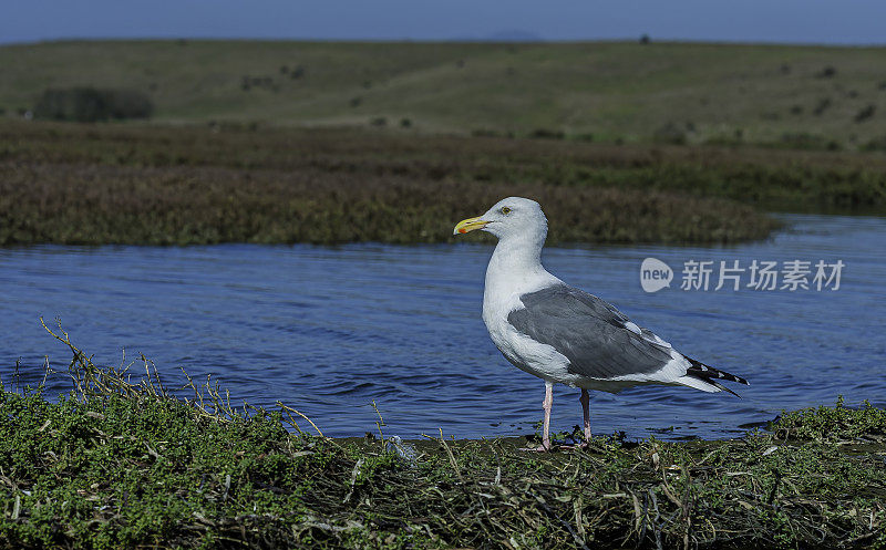 西洋鸥(Larus occidentalis)是一种生活在北美西海岸的大型白头鸥。埃尔克霍恩沼泽是加利福尼亚州蒙特利县蒙特利湾的一个17.1英里长的潮汐沼泽和河口。